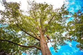  Holmes Beach, FL Tree Services Pros