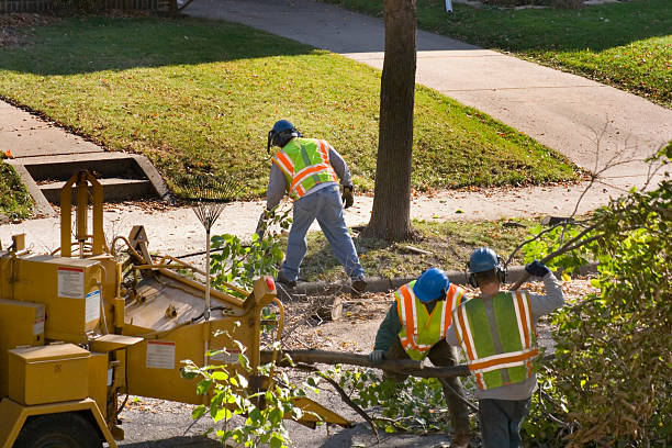 Best Arborist Consultation Services  in Holmes Beach, FL