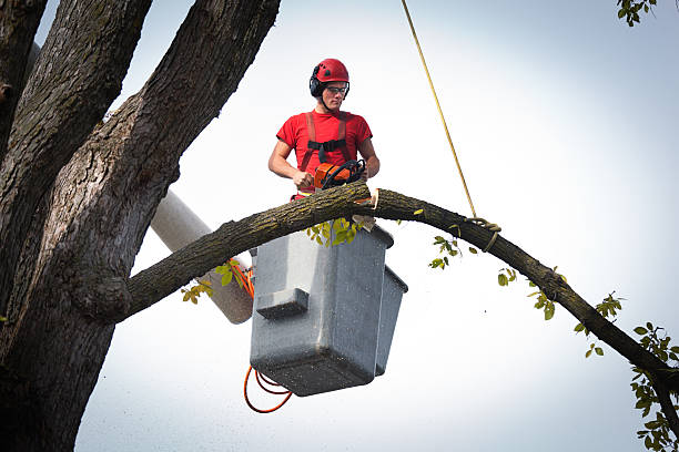 Best Hedge Trimming  in Holmes Beach, FL