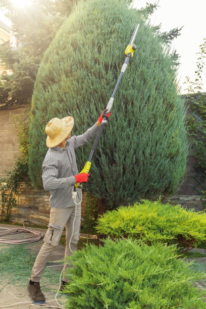 Best Tree Trimming and Pruning  in Holmes Beach, FL